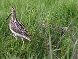 afrikaanse snippe saam  Afrikaanse Snippe - African Snipes